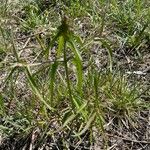 Melampyrum cristatum Leaf