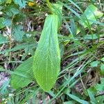 Digitalis luteaHoja