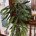 Dracaena fragrans Folha