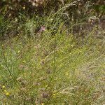 Mirabilis albida Hábitos