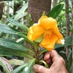 Hibbertia comptonii Flor