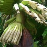 Musa acuminata Плод