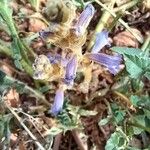 Orobanche ramosa Flower