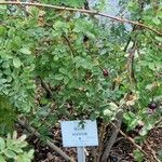 Rosa sericea Mosusu
