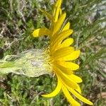 Senecio provincialis Flower