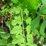 Cardamine impatiens Blad