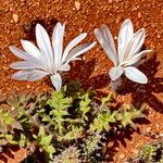 Gazania jurineifolia Fiore