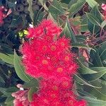 Corymbia ficifolia Kvet