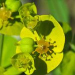 Euphorbia biumbellata Kvet