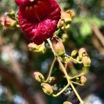 Kigelia africana Virág