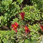 Salpiglossis sinuata Diğer