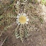 Carlina acanthifolia 花