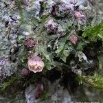 Planchonella cauliflora Habitus