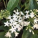 Cornus sericeaFlower