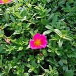 Portulaca oleraceaКветка