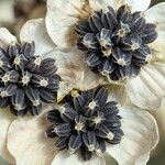 Bupleurum subovatum फूल