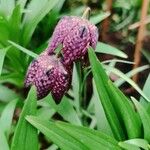 Fritillaria meleagrisFloro