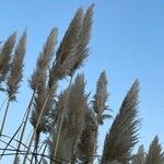 Cortaderia selloana Fleur