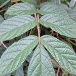 Spathodea campanulata Leaf