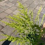 Solidago canadensisFlor