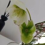 Helleborus niger Flower