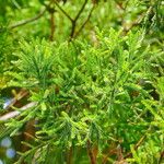 Dacrydium lycopodioides Habitus