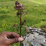 Pedicularis palustris Flor