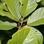 Handroanthus chrysanthus 叶