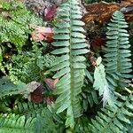 Polystichum acrostichoides ഇല