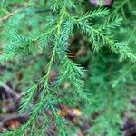 Juniperus virginianaBlatt