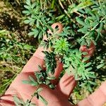 Ruta chalepensis Hoja