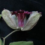 Silene helleboriflora Flower