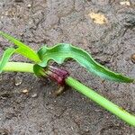 Commelina reptans ഇല