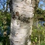 Betula pubescens Bark