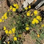 Senecio glaucus Habit