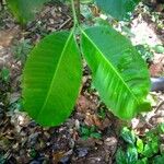 Hunteria ballayi Leaf