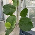 Dombeya spectabilis Blatt