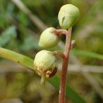 Pyrola chlorantha Flor