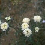 Chaenactis fremontii Flower
