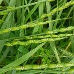 Aegilops tauschii 葉