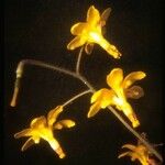 Vancouveria chrysantha Hábito