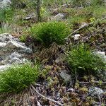 Asplenium septentrionale Habit