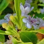 Myoporum laetum Flower