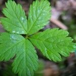 Rubus pedatus Leaf