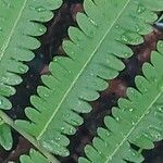 Thelypteris unita Leaf