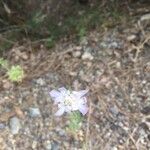 Knautia integrifolia Flower