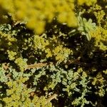 Herniaria incana Hoja