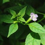 Mimulus alatus Хабит