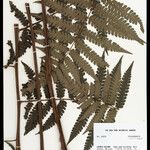 Cyathea cyatheoides Folla