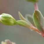 Linum catharticum Fruit